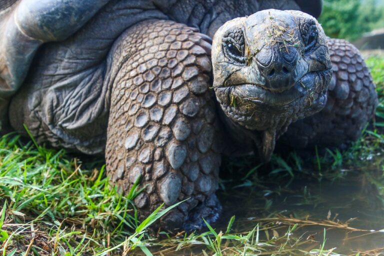 zólw z galapagos